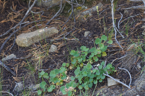 Littleleaf alumroot (Heuchera parvifolia)