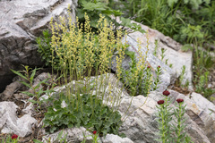 Littleleaf alumroot (Heuchera parvifolia)