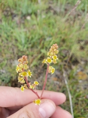 Littleleaf alumroot (Heuchera parvifolia)