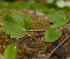 Littleleaf alumroot (Heuchera parvifolia)
