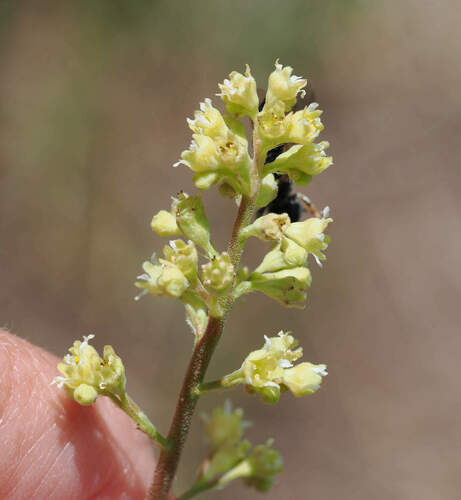 Littleleaf alumroot (Heuchera parvifolia)