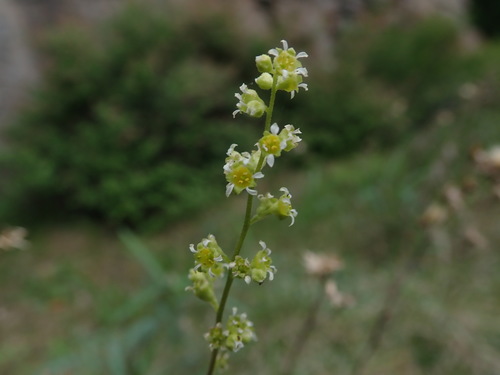 Littleleaf alumroot (Heuchera parvifolia)
