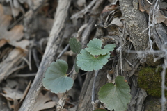 Littleleaf alumroot (Heuchera parvifolia)