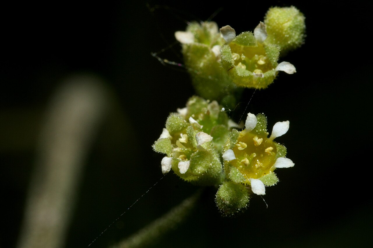 Littleleaf alumroot: Heuchera parvifolia , north-northeast of Estes Park, lower Crosier Mountain Trail, 40.450 -105.447, Larimer County, Colorado, 20 Jun 2008.