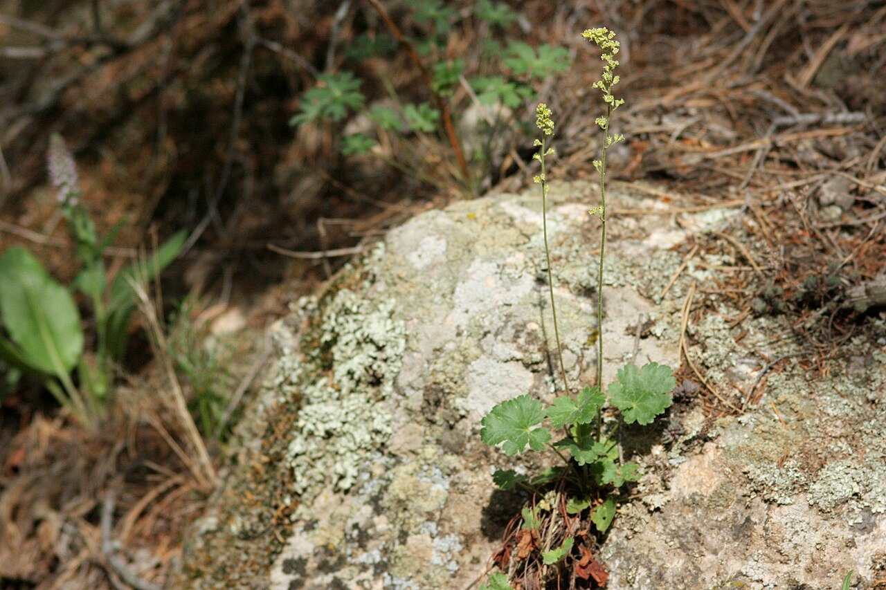Littleleaf alumroot: Heuchera parvifolia , north-northeast of Estes Park, lower Crosier Mountain Trail, 40.450 -105.447, Larimer County, Colorado, 20 Jun 2008.