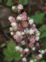 Seaside alumroot (Heuchera pilosissima)