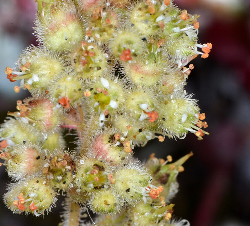 Seaside alumroot (Heuchera pilosissima)