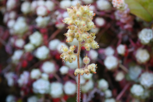 Seaside alumroot (Heuchera pilosissima)