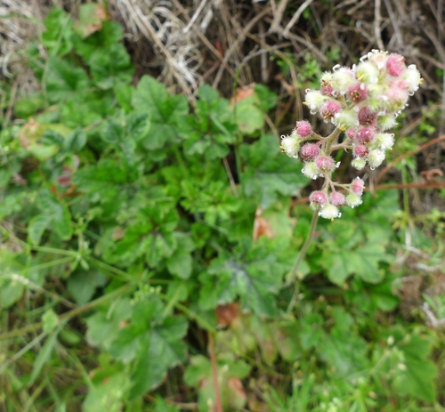 Seaside alumroot (Heuchera pilosissima)