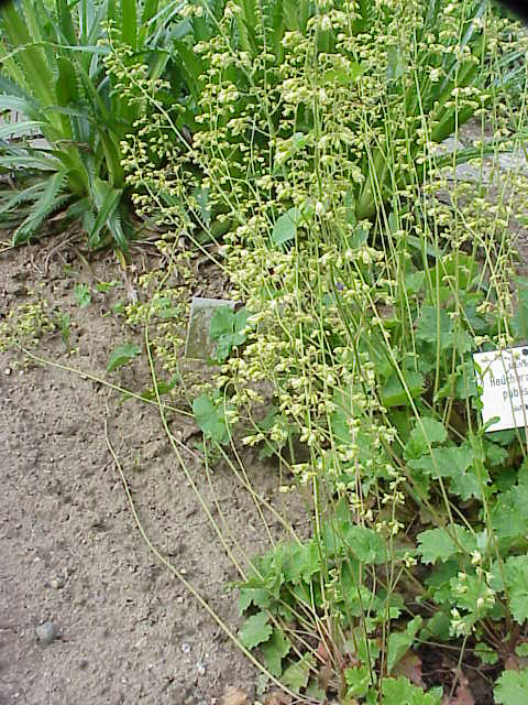 Downy alumroot: Species : Heuchera pubescens Family : Saxifragaceae Image No. 2
