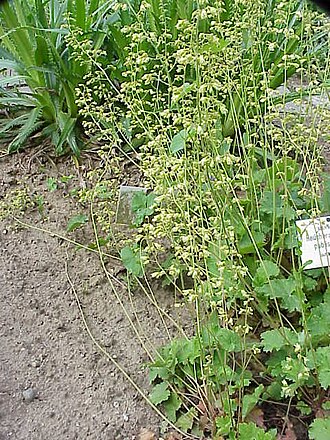 Downy alumroot: Species : Heuchera pubescens Family : Saxifragaceae Image No. 2
