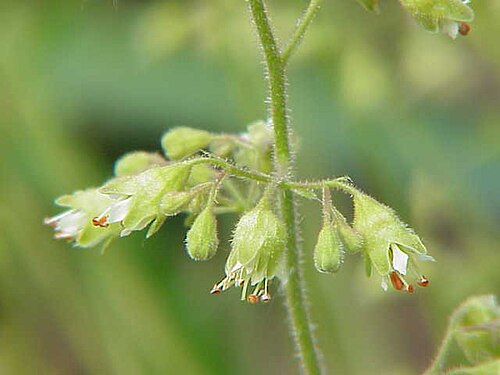 Downy alumroot: Species : Heuchera pubescens Family : Saxifragaceae Image No. 1
