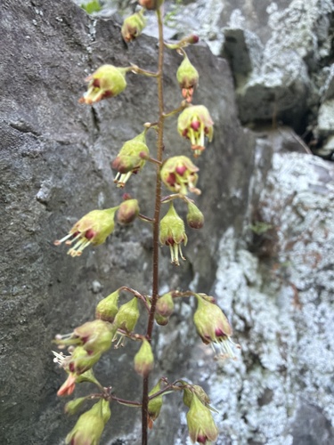 Downy alumroot (Heuchera pubescens)