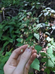 Downy alumroot (Heuchera pubescens)