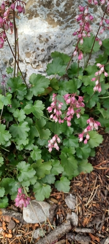 Sandia Mountain alumroot (Heuchera pulchella)