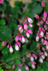 Sandia Mountain alumroot (Heuchera pulchella)