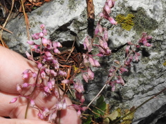 Sandia Mountain alumroot (Heuchera pulchella)