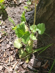 Richardson's alumroot (Heuchera richardsonii)