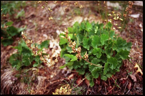 Richardson's alumroot: Heuchera richardsonii — Richardson's alumroot. In Superior National Forest , Michigan.