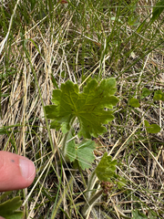 Richardson's alumroot (Heuchera richardsonii)