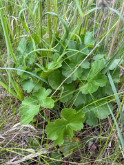 Richardson's alumroot (Heuchera richardsonii)
