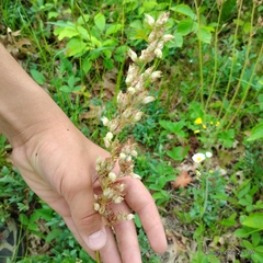 Richardson's alumroot (Heuchera richardsonii)