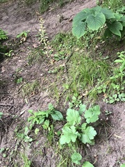 Richardson's alumroot (Heuchera richardsonii)