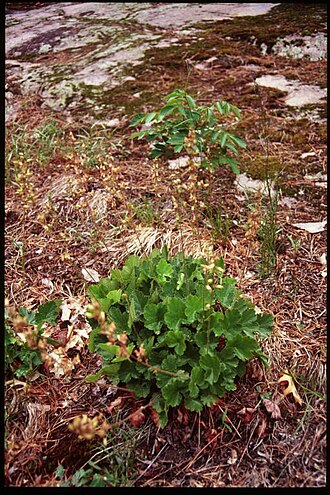 Richardson's alumroot: Heuchera_richardsonii_2-eheep