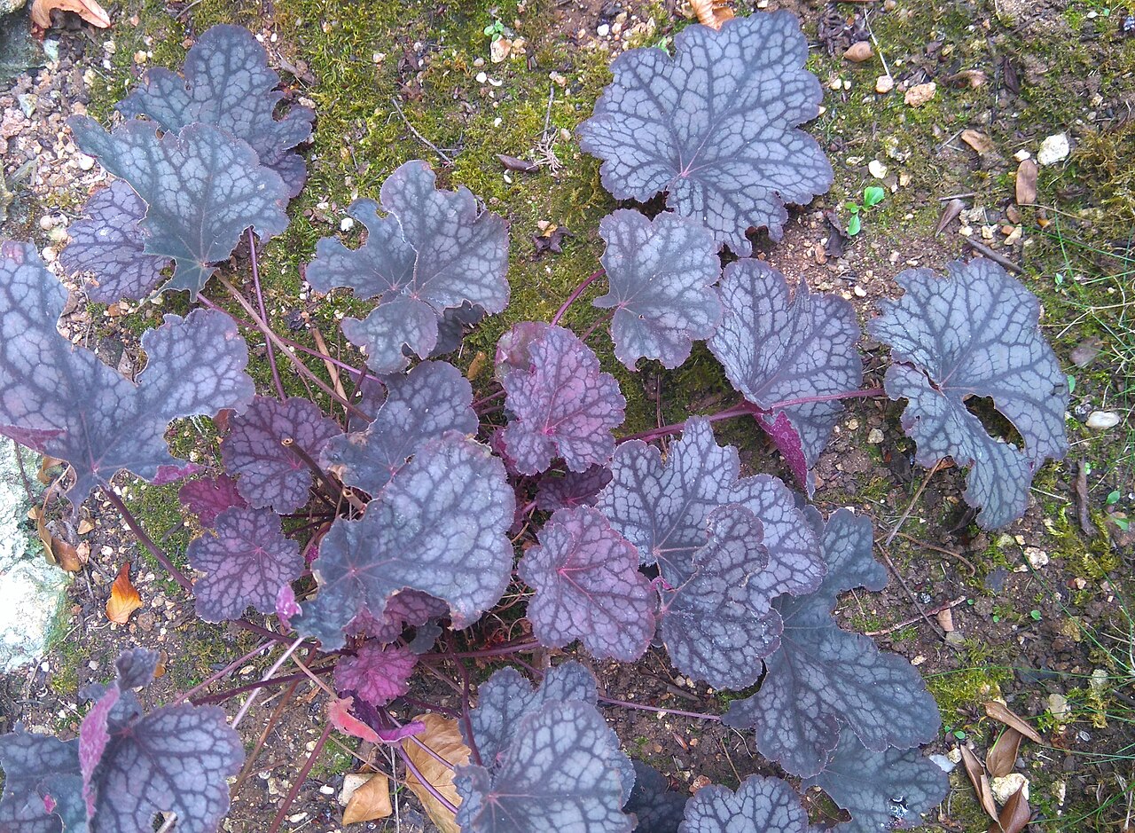 Richardson's alumroot: Heuchera richardsonii 'Northern Exposure Purple'