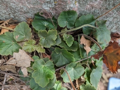 Richardson's alumroot (Heuchera richardsonii)