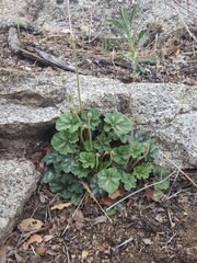 Heuchera soltisii (Heuchera soltisii)