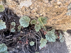 Heuchera soltisii (Heuchera soltisii)