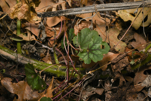 Heuchera soltisii (Heuchera soltisii)