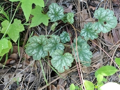 Heuchera soltisii (Heuchera soltisii)