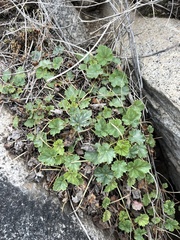 Heuchera soltisii (Heuchera soltisii)