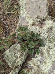 Heuchera soltisii (Heuchera soltisii)