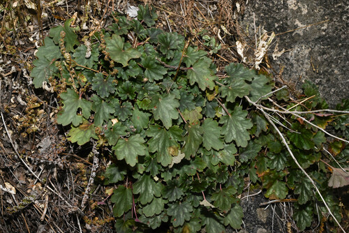 Heuchera soltisii (Heuchera soltisii)