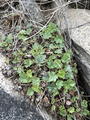 Heuchera soltisii (Heuchera soltisii)