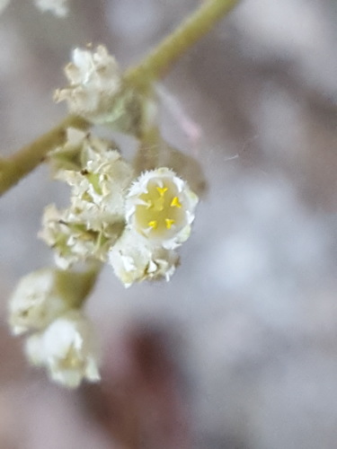Heuchera soltisii (Heuchera soltisii)