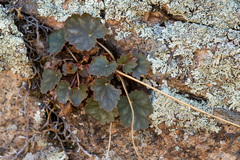 Heuchera soltisii (Heuchera soltisii)