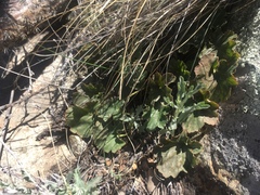 Heuchera soltisii (Heuchera soltisii)