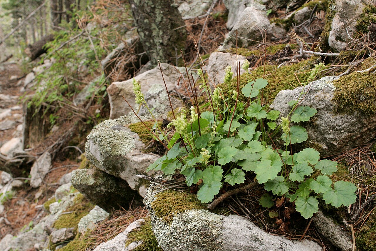 Capitan Mountains alumroot: Heuchera woodsiaphila on the northeast side of Capitan Peak, eastern Capitan Mountains, 33.5936 -105.2588, Lincoln County, New Mexico, 17 Jul 2006.