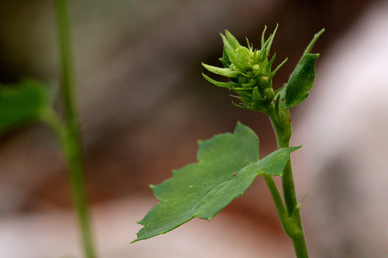 Capitan Mountains alumroot: Heuchera woodsiaphila on the northeast side of Capitan Peak, eastern Capitan Mountains, 33.5936 -105.2588, Lincoln County, New Mexico, 17 Jul 2006.