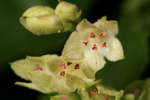 Capitan Mountains alumroot (Heuchera woodsiaphila)