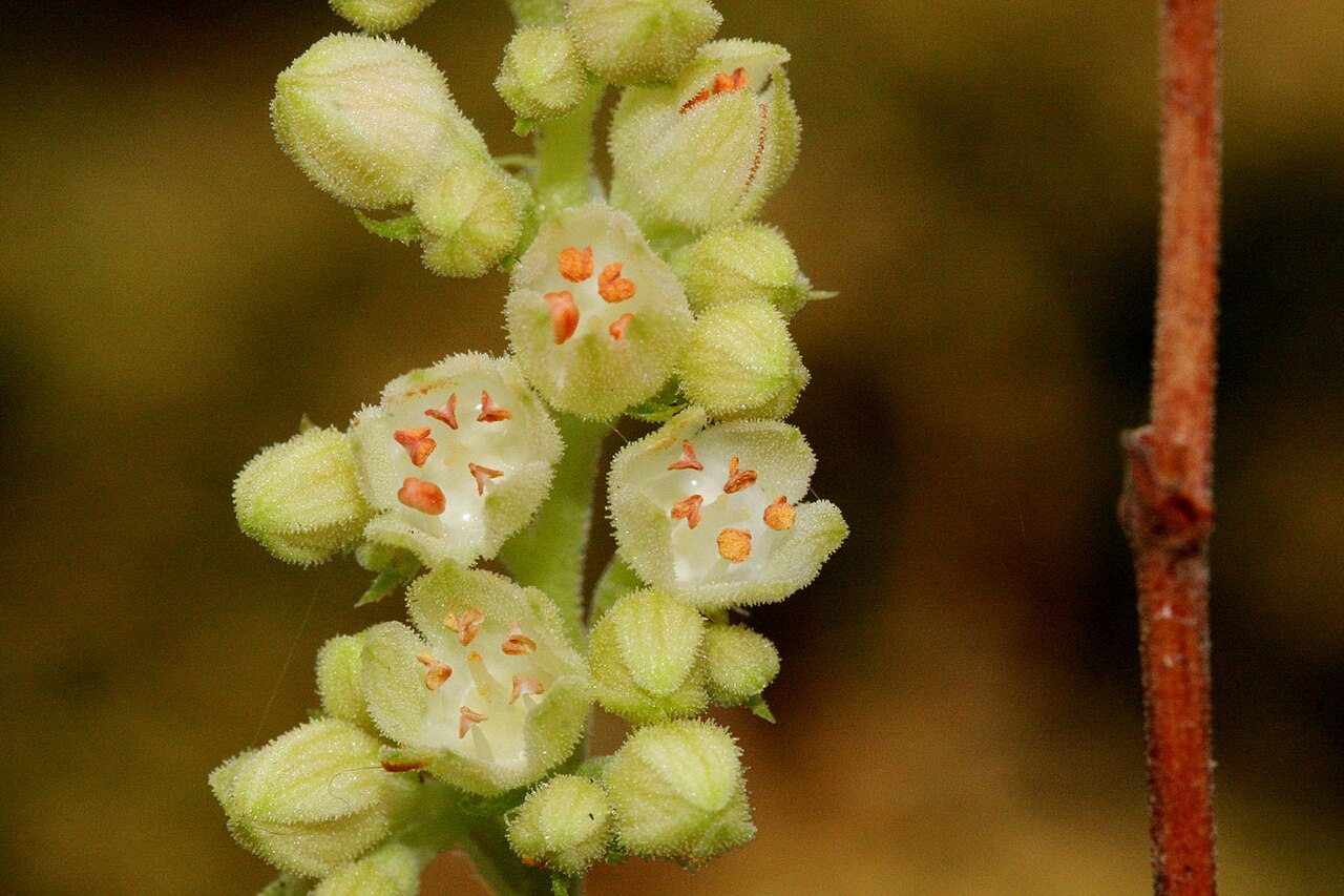 Capitan Mountains alumroot: Heuchera woodsiaphila on the northeast side of Capitan Peak, eastern Capitan Mountains, 33.595 -105.259, Lincoln County, New Mexico, 4 Jul 2006.