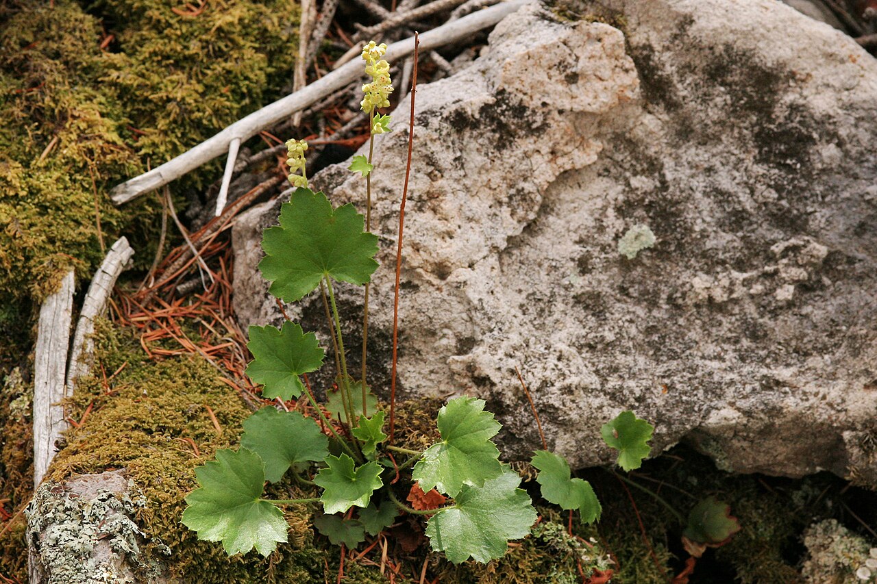 Capitan Mountains alumroot: Heuchera woodsiaphila on the northeast side of Capitan Peak, eastern Capitan Mountains, 33.595 -105.259, Lincoln County, New Mexico, 4 Jul 2006.