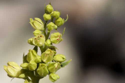 Capitan Mountains alumroot (Heuchera woodsiaphila)