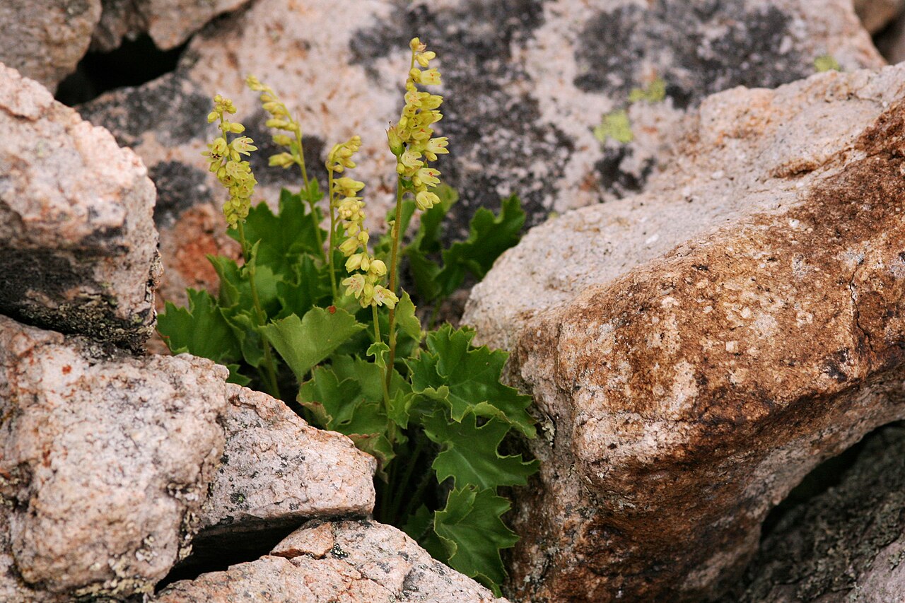 Capitan Mountains alumroot: Heuchera woodsiaphila on the northeast side of Capitan Peak, eastern Capitan Mountains, 33.595 -105.259, Lincoln County, New Mexico, 4 Jul 2006.