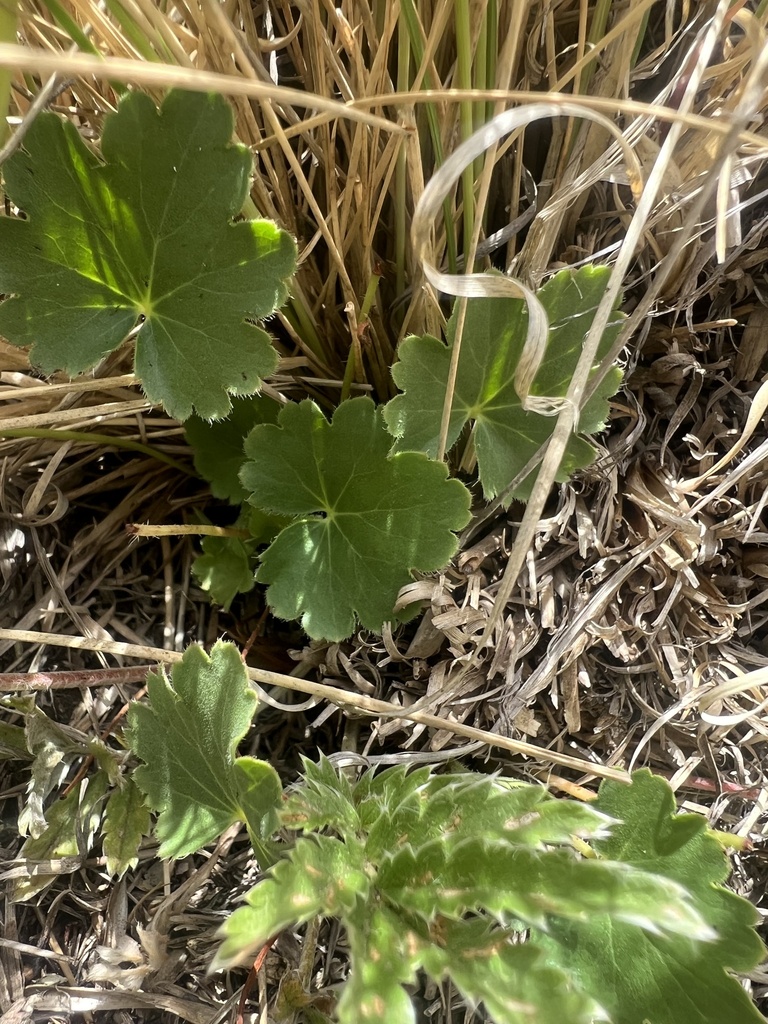 White Mountain alumroot (Heuchera wootonii)