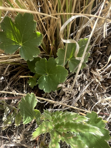 White Mountain alumroot (Heuchera wootonii)